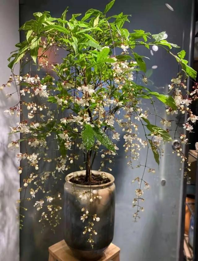 西安綠植租賃|垂絲茉莉|超好看的花卉